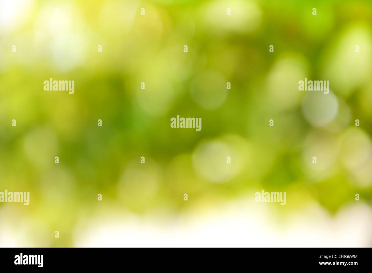 Green bokeh abstract background Banque D'Images