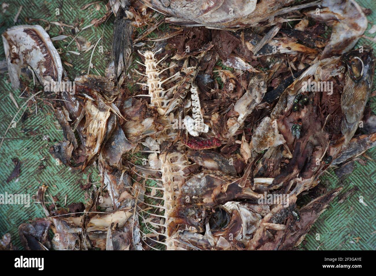 une collection d'os de poisson dans un panier pour la nourriture des chats. déchets de nourriture sur le sol. os de poisson sales et odorants Banque D'Images