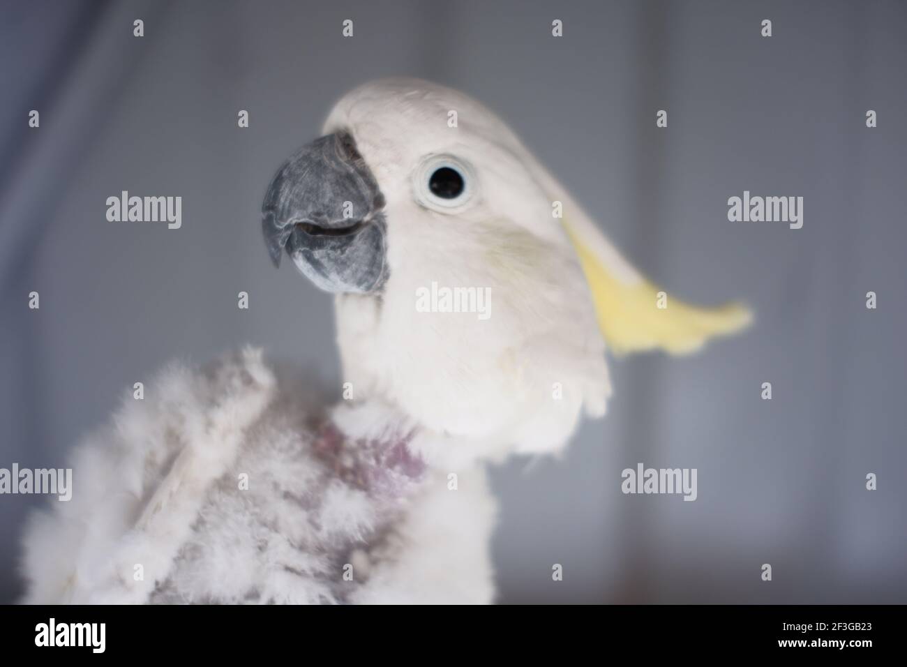 Maladie Du Bec Et Des Plumes Banque De Photographies Et D Images A Haute Resolution Alamy