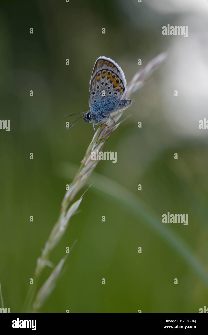 Papillon bleu commun (Polyommatus icarus), au repos avec face inférieure visible, macro gros plan naturel Banque D'Images