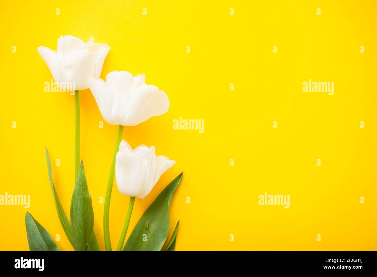 Magnifiques tulipes blanches délicates sur fond jaune vif Banque D'Images