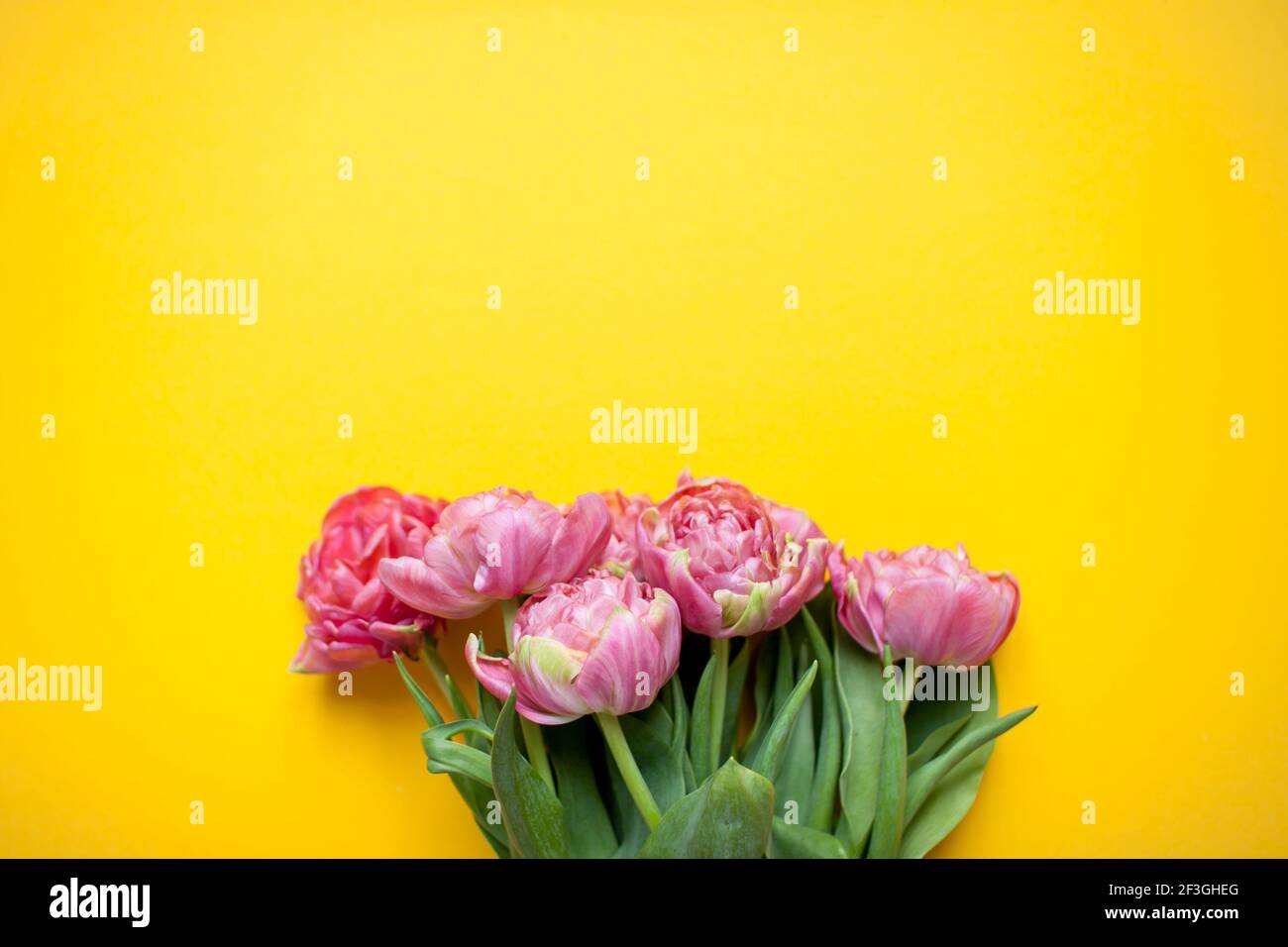 Magnifiques tulipes roses délicates sur fond jaune vif Banque D'Images