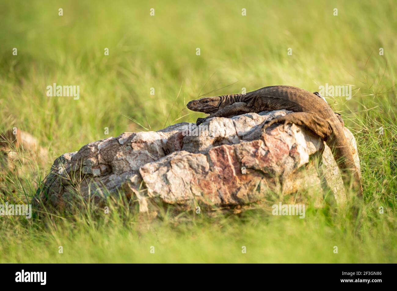 moniteur de lézard ou de bengale ou moniteur indien commun ou varanus bengalensis portrait sur roche en vert mousson naturel forêt à ranthambore Banque D'Images