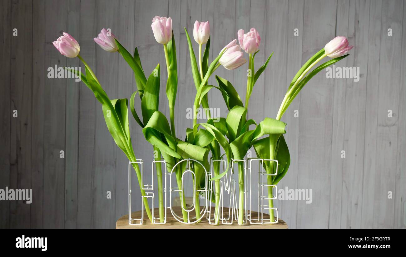 Fleurs roses tulipes hollandaises sur table basse à la maison près sur fond de bois blanc dans un cadre international ensoleillé journée des femmes ou fête des mères Banque D'Images