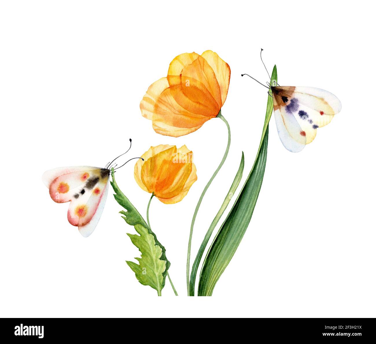 Tulipes jaunes aquarelle. Bouquet de fleurs transparentes avec deux papillons. Œuvres abstraites prêtes à être peintes à la main. Illustration botanique Banque D'Images