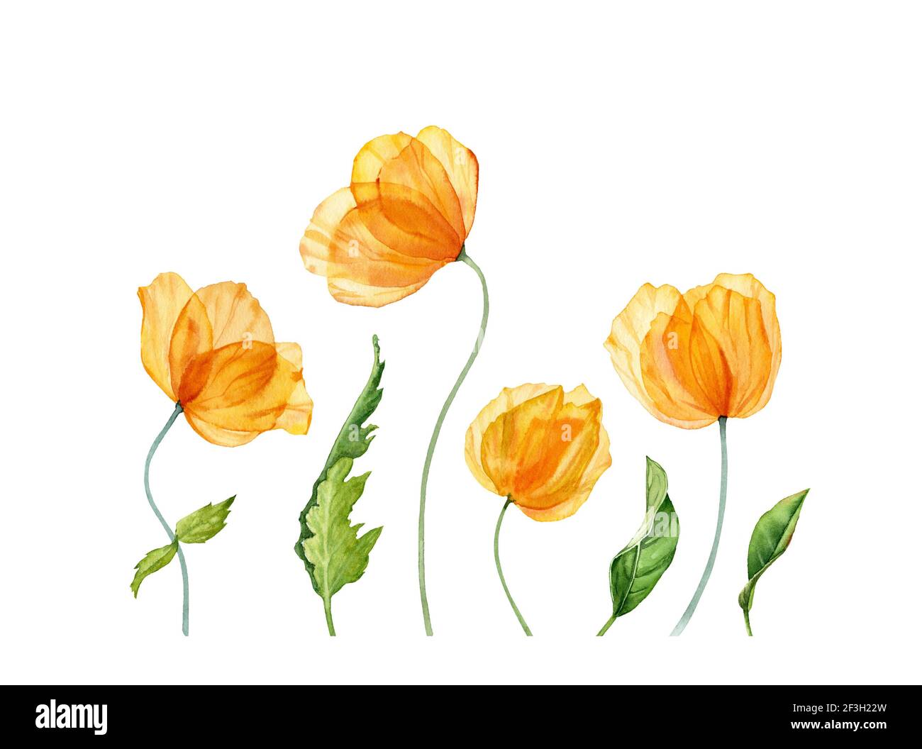 Fleurs d'aquarelle. Fleurs jaunes de printemps avec des feuilles vertes. Bannière fleurie dessinée à la main. Illustration botanique réaliste pour les cartes de Pâques Banque D'Images