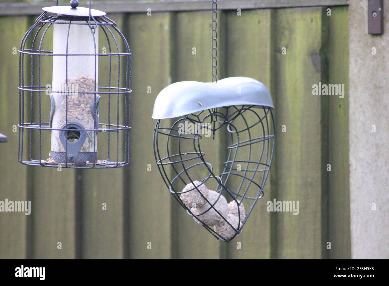 Les oiseaux de jardin se nourrissent d'un fond en bois vert Banque D'Images