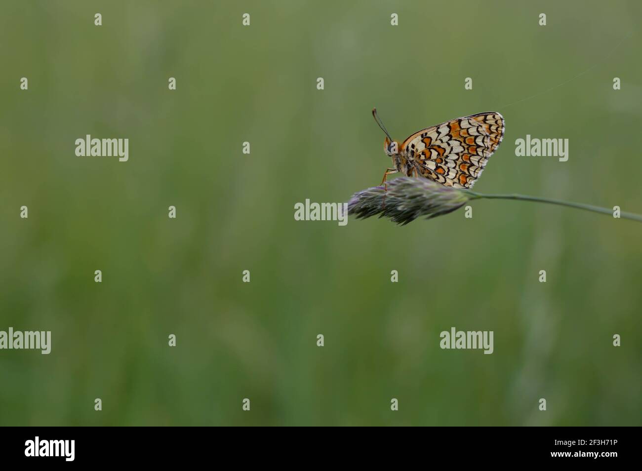 Boloria dia, Fritillary de Weaver gros plan, dans la nature, papillon en cuivre clinquant sur un fond naturel végétal. Banque D'Images