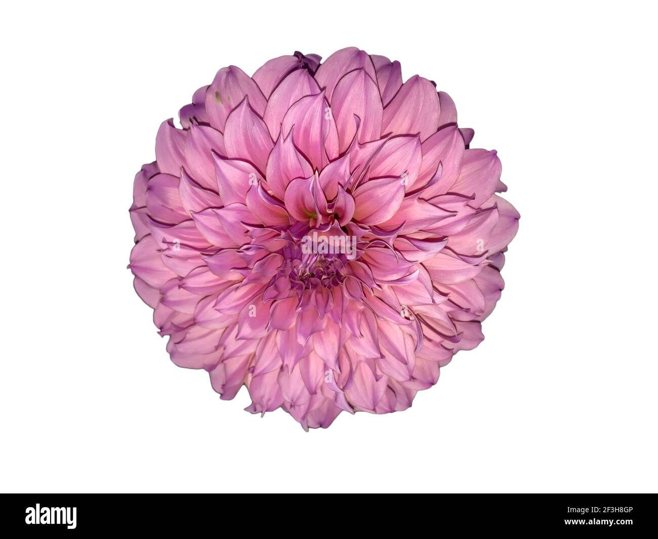 Une fleur rose sur un fond blanc, des chemins d'écrêtage. Banque D'Images