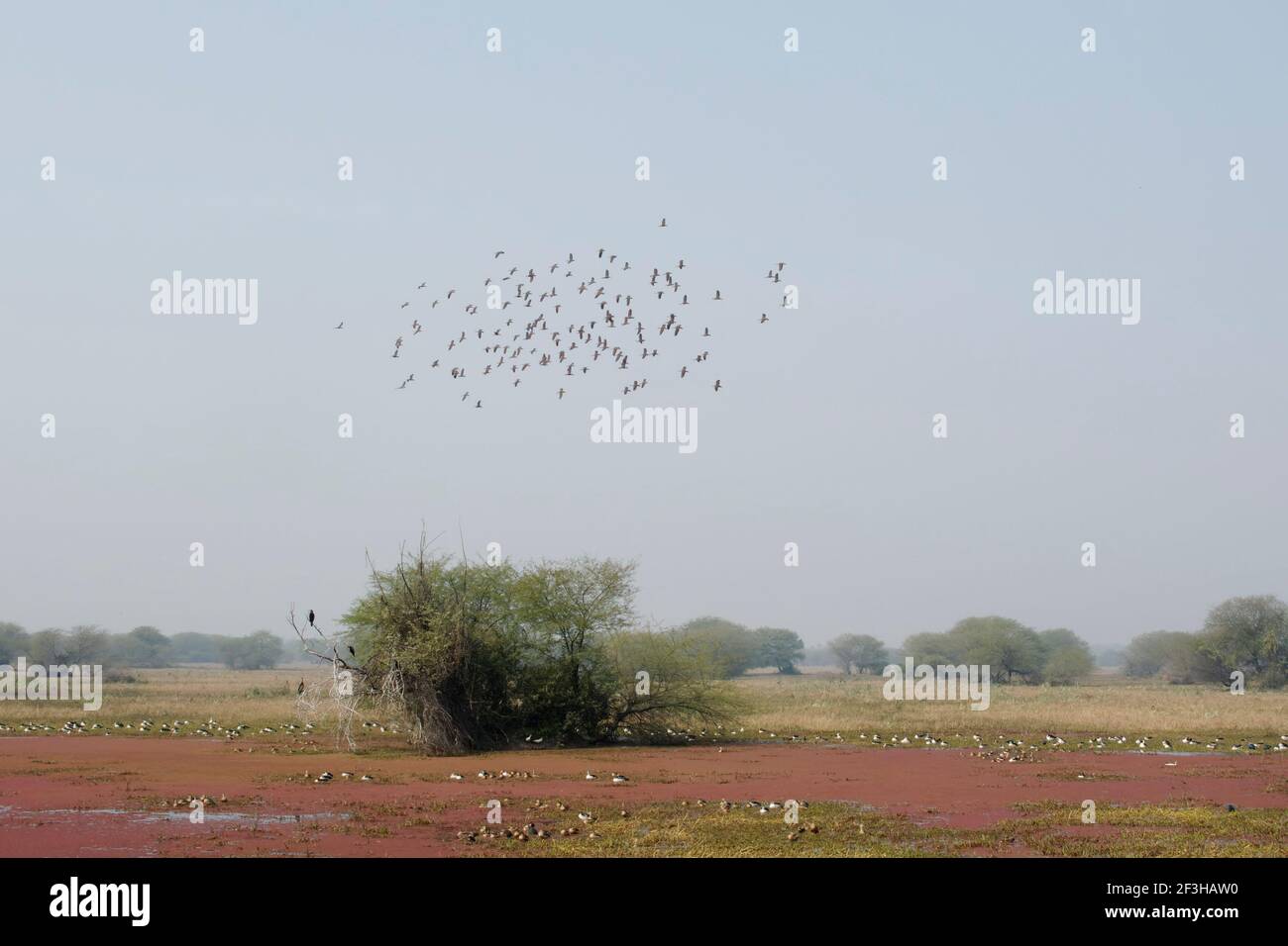 Canard siffleur inférieur - Flock en vol au-dessus du marais Dendrocygna Javanica Keoladeo Ghana National Park Bharatpur Rajasthan Inde BI017857 Banque D'Images