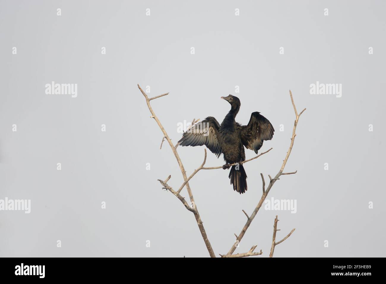 Little Cormorant - séchage des ailes Phalocrocorax niger Keoladeo Ghana National Parc Bharatpur Rajasthan Inde BI018135 Banque D'Images