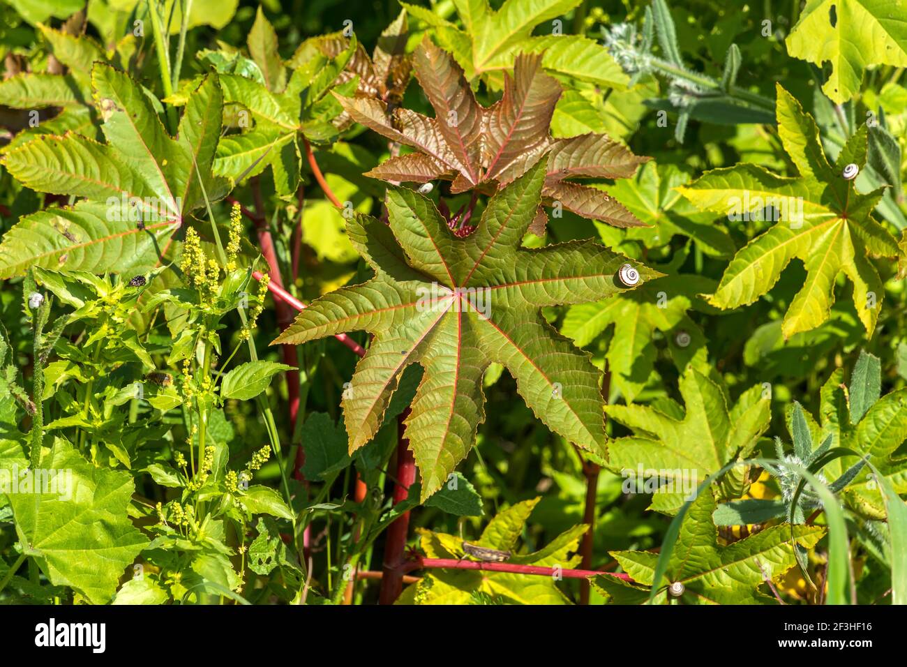 La feuille de Ricinus communis, le haricot de ricin ou l'huile de ricin gros plan avec un escargot dessus Banque D'Images