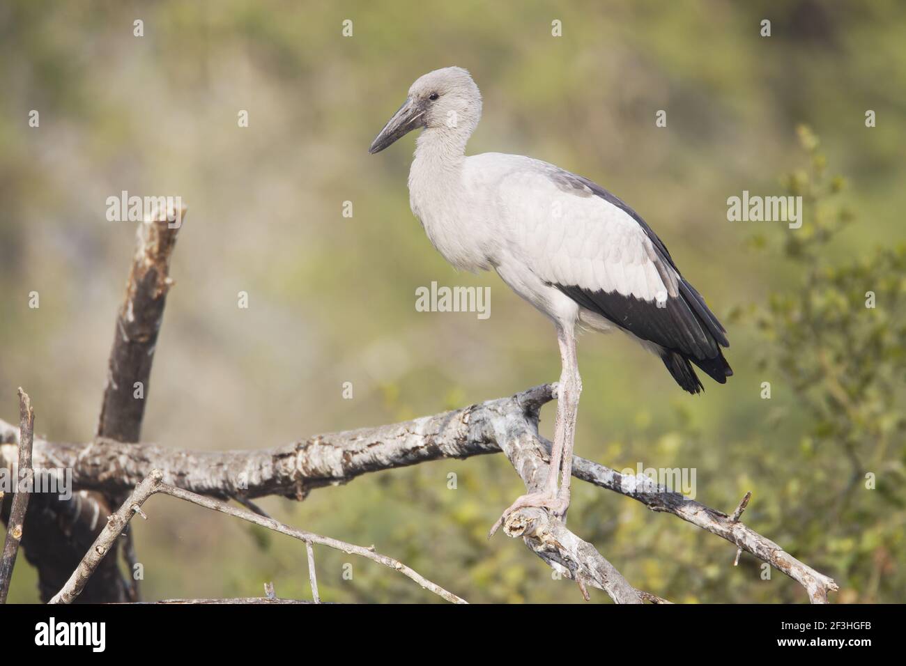 Asian Openbill StorkAnastomus oscitans Keoladeo Ghana National Park Bharatpur Rajasthan Inde BI018388 Banque D'Images