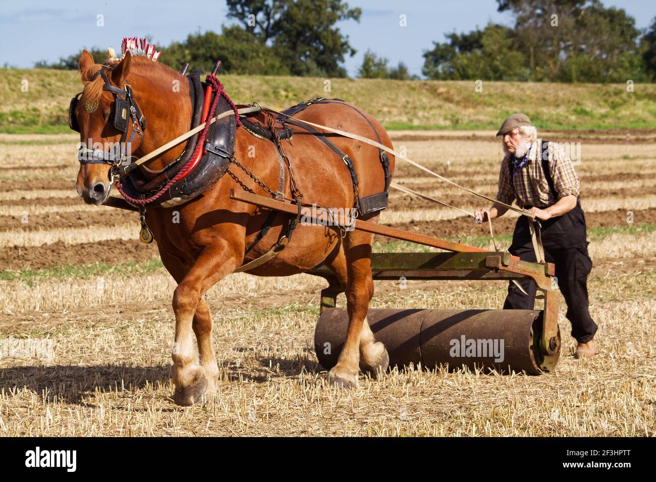 Un cheval de Suffolk Punch tirant un rouleau avec un cavalier Banque D'Images