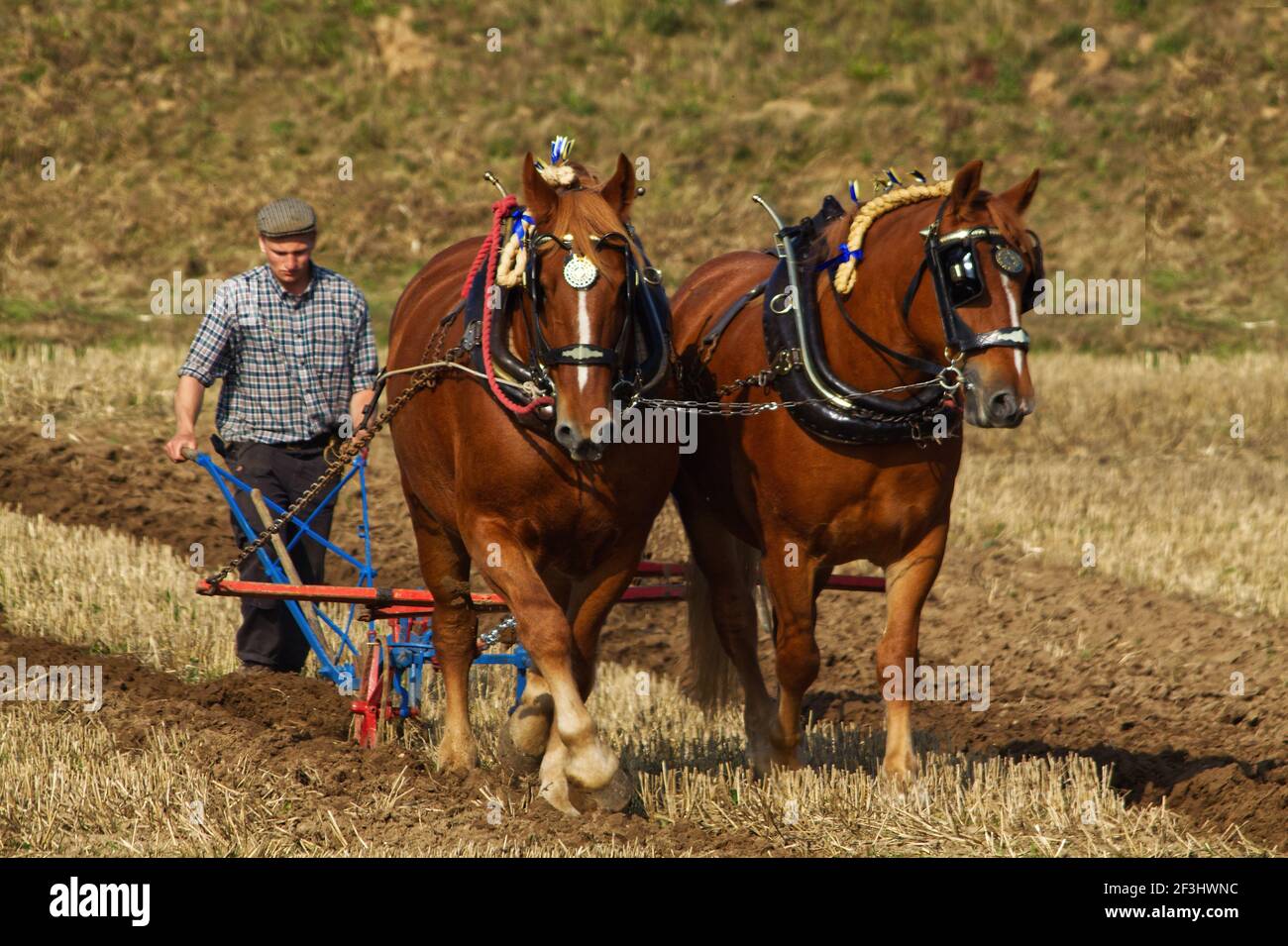 Une paire de chevaux de chasse du Suffolk labourant avec un charponneuse. Banque D'Images