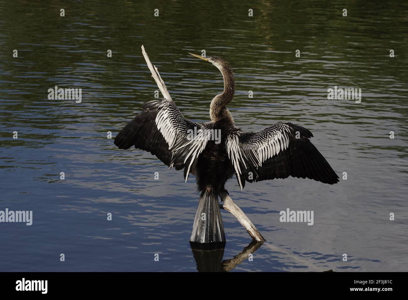 Anhinga Sing Wings (Anhinga anhinga) Parc national des Everglades, Floride, États-Unis BI000037 Banque D'Images