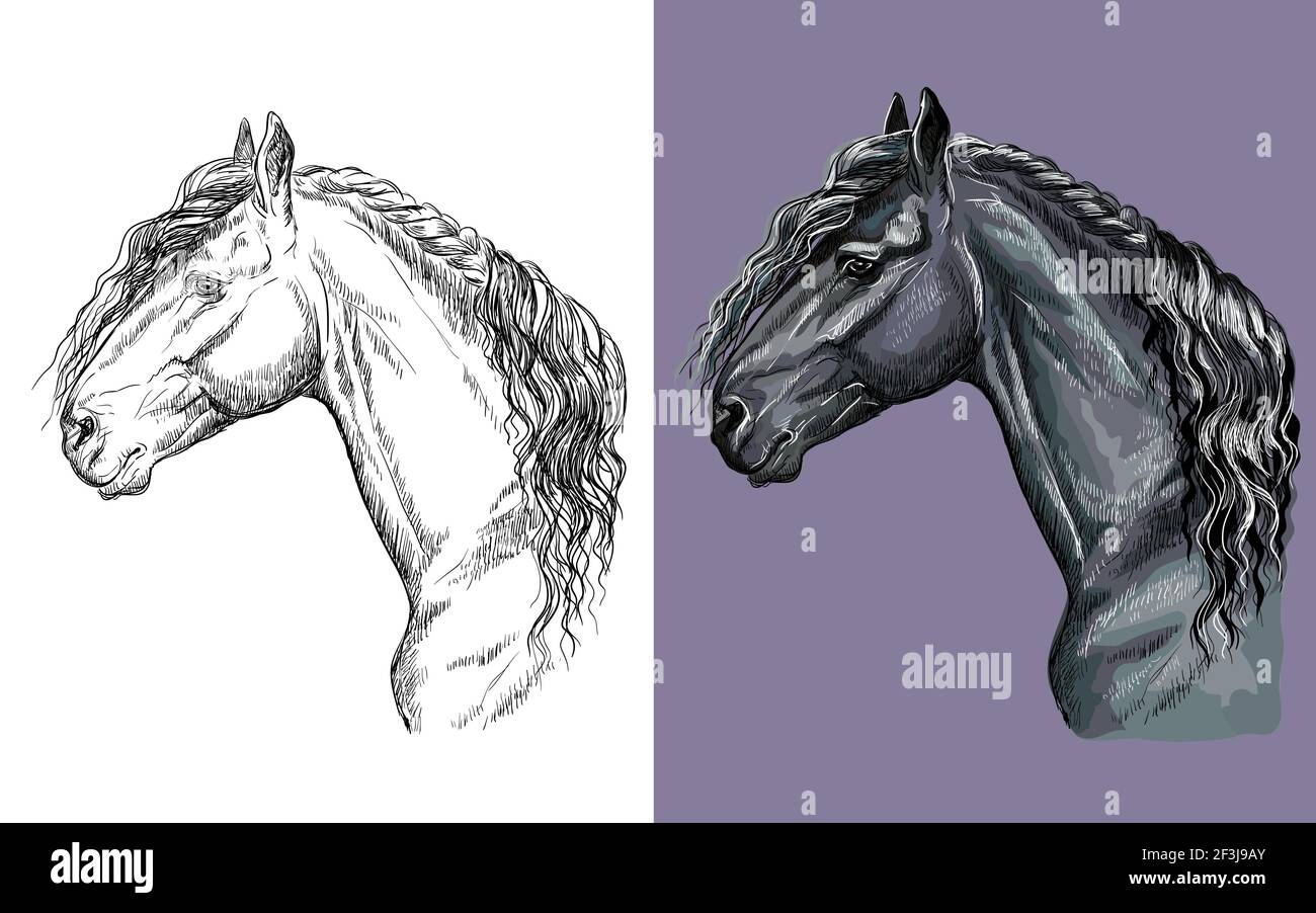 Tête réaliste de cheval de Frise. Vecteur noir et blanc et coloré illustration isolée de cheval. Pour la décoration, le livre de coloriage, le design, les imprimés, p Illustration de Vecteur