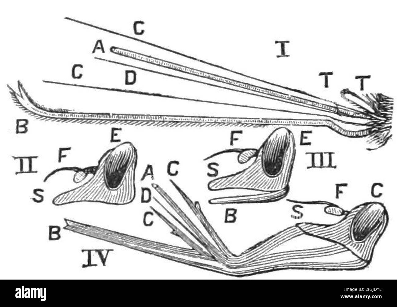 Structure de la bouche du diptera. Banque D'Images