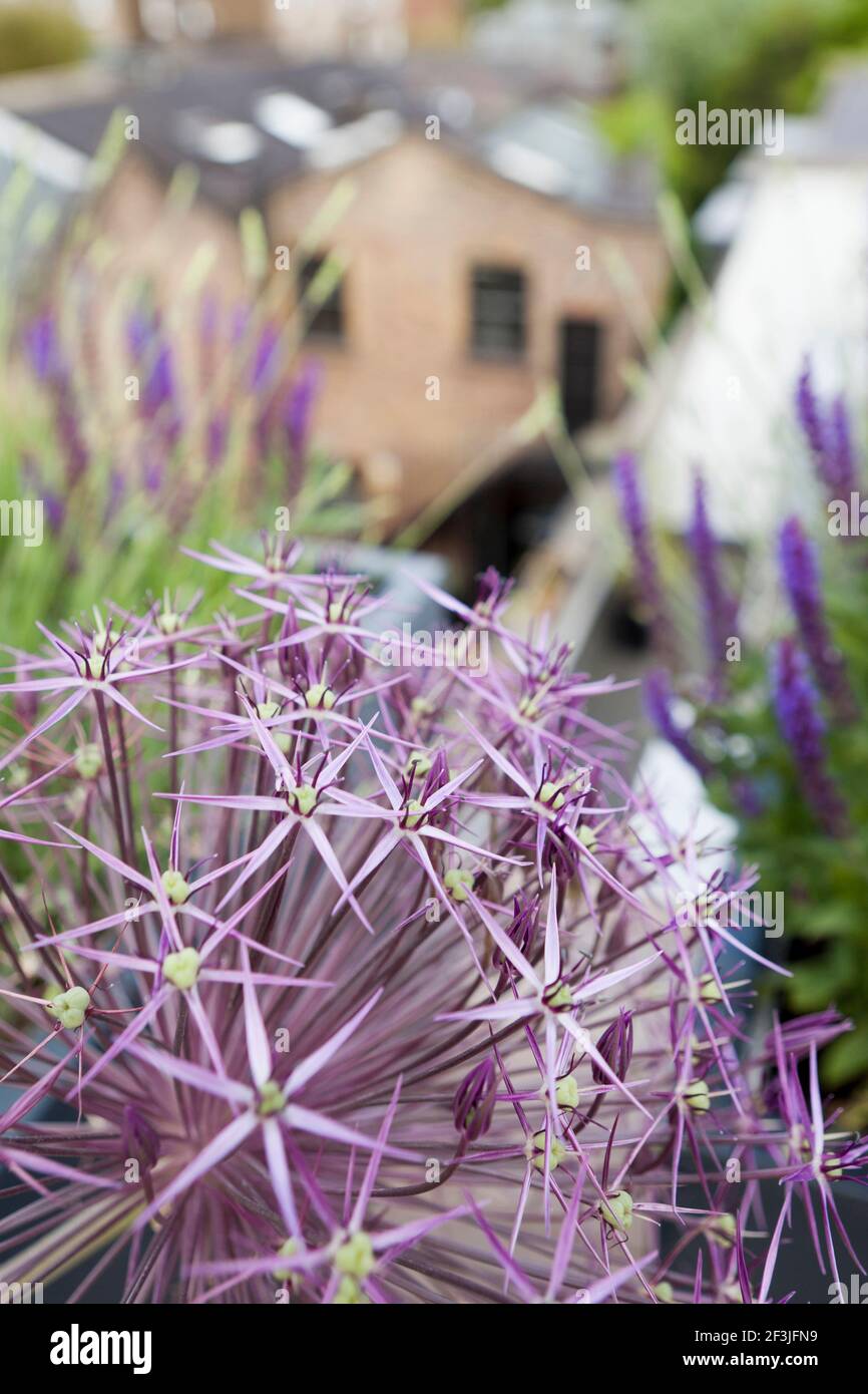 Détail de la plantation, avec allium géant et salvia dans un jardin sur le toit de Notting Hill, Londres, Royaume-Uni, conçu par Modular avec MRJ Rundell & Associates Ltd Banque D'Images