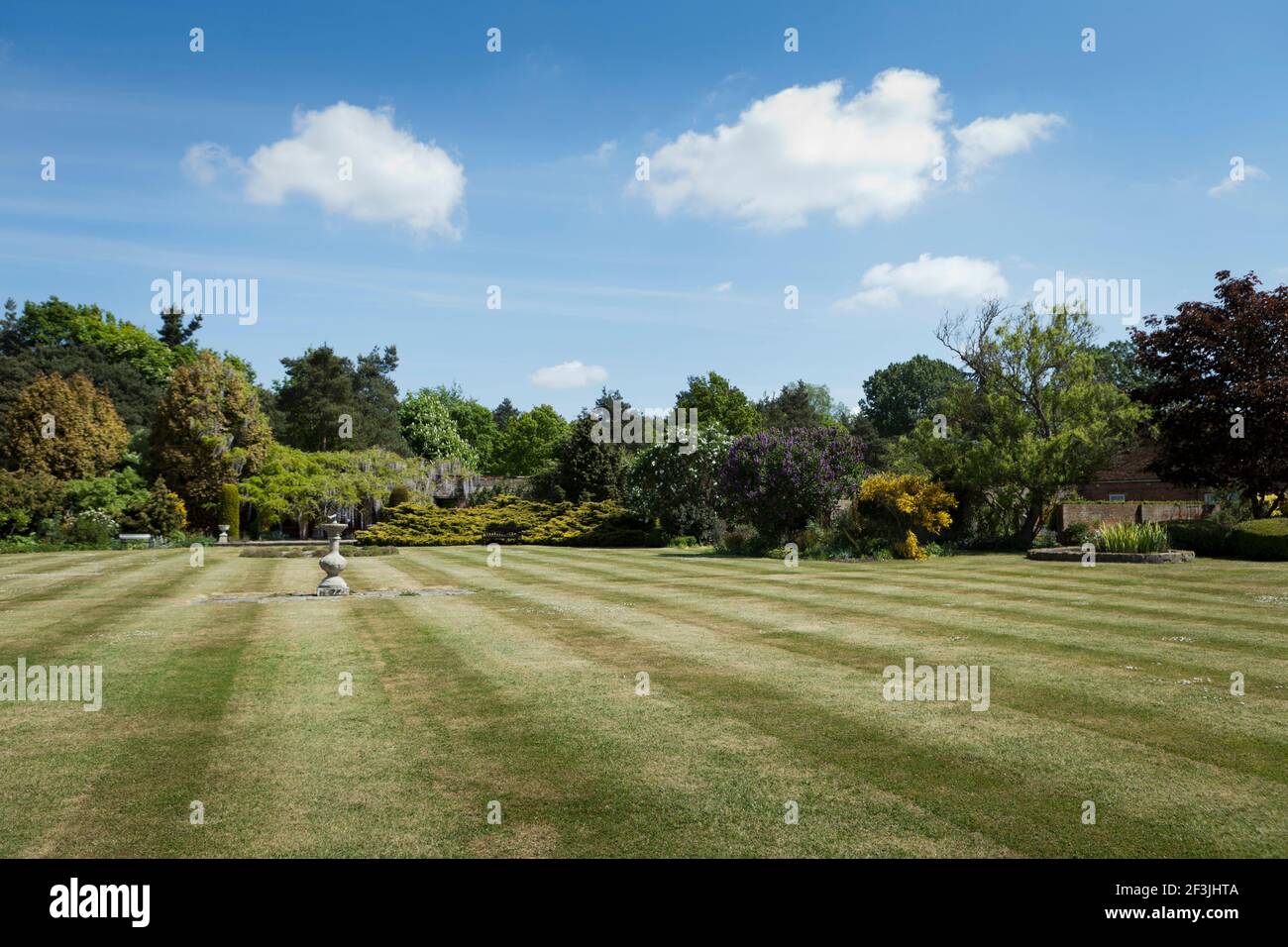 À l'extrémité de la pelouse principale: Syringa vulgaris 'decaisne', Lilac avec Juniperus x pfitzeriana 'Aurea' et Wisteria florbunda 'Macrobotrys', phot Banque D'Images