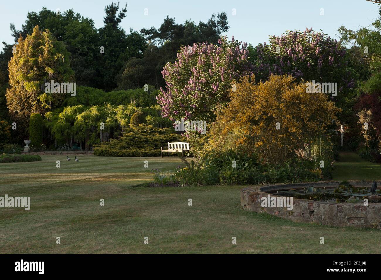 À l'extrémité de la pelouse principale: Syringa vulgaris 'decaisne', Lilac, Broom, Juniperus x pfitzeriana 'Aurea' et Wisteria floribunda 'Macrobotrys', ph Banque D'Images