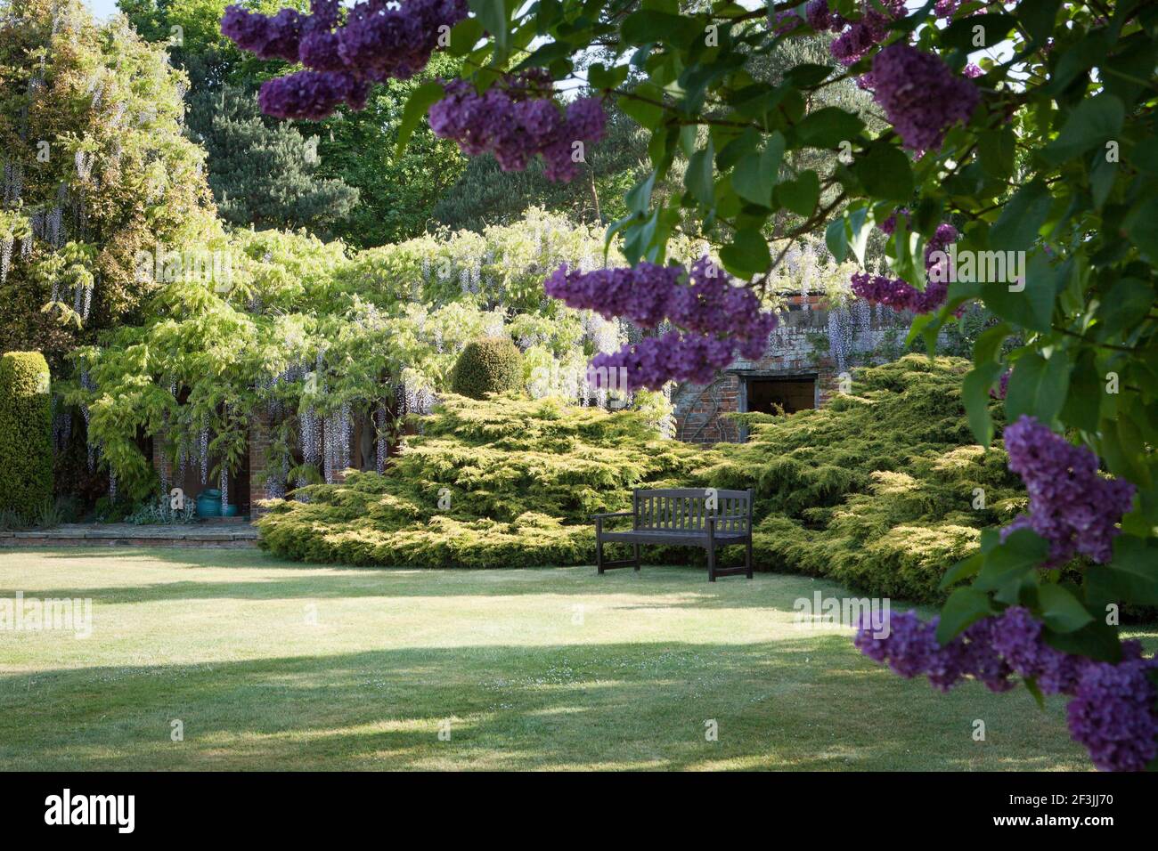 Syringa vulgaris 'decaisne', lilas avec Juniperus x pfitzeriana 'Aurea' et Wisteria floribunda 'Macrobotrys', photographiés en mai à Wickham place Fa Banque D'Images
