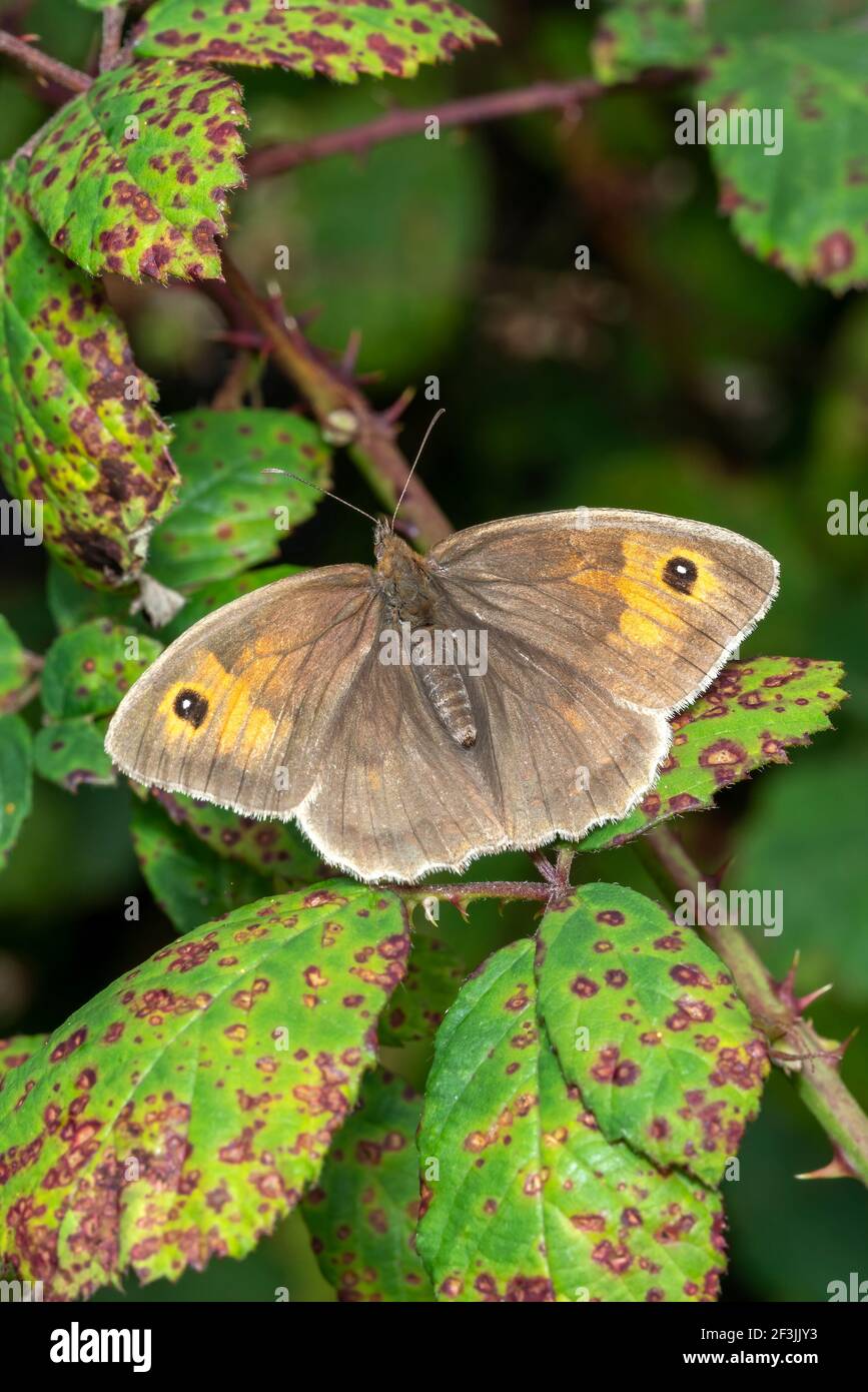 Meadow Brown Butterfly (Maniola jurtina) avec ses ailes s'étaler qui est un insecte brun volant au printemps, image de stock photo Banque D'Images