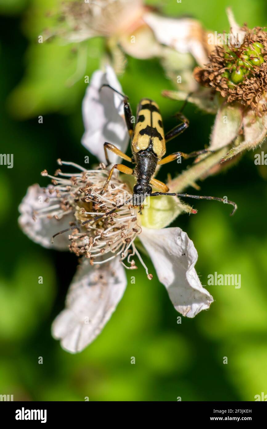 Longhorn Beetle tacheté (Strangalia ou Rutpela maculata) insecte volant jaune avec des taches noires, photo Banque D'Images