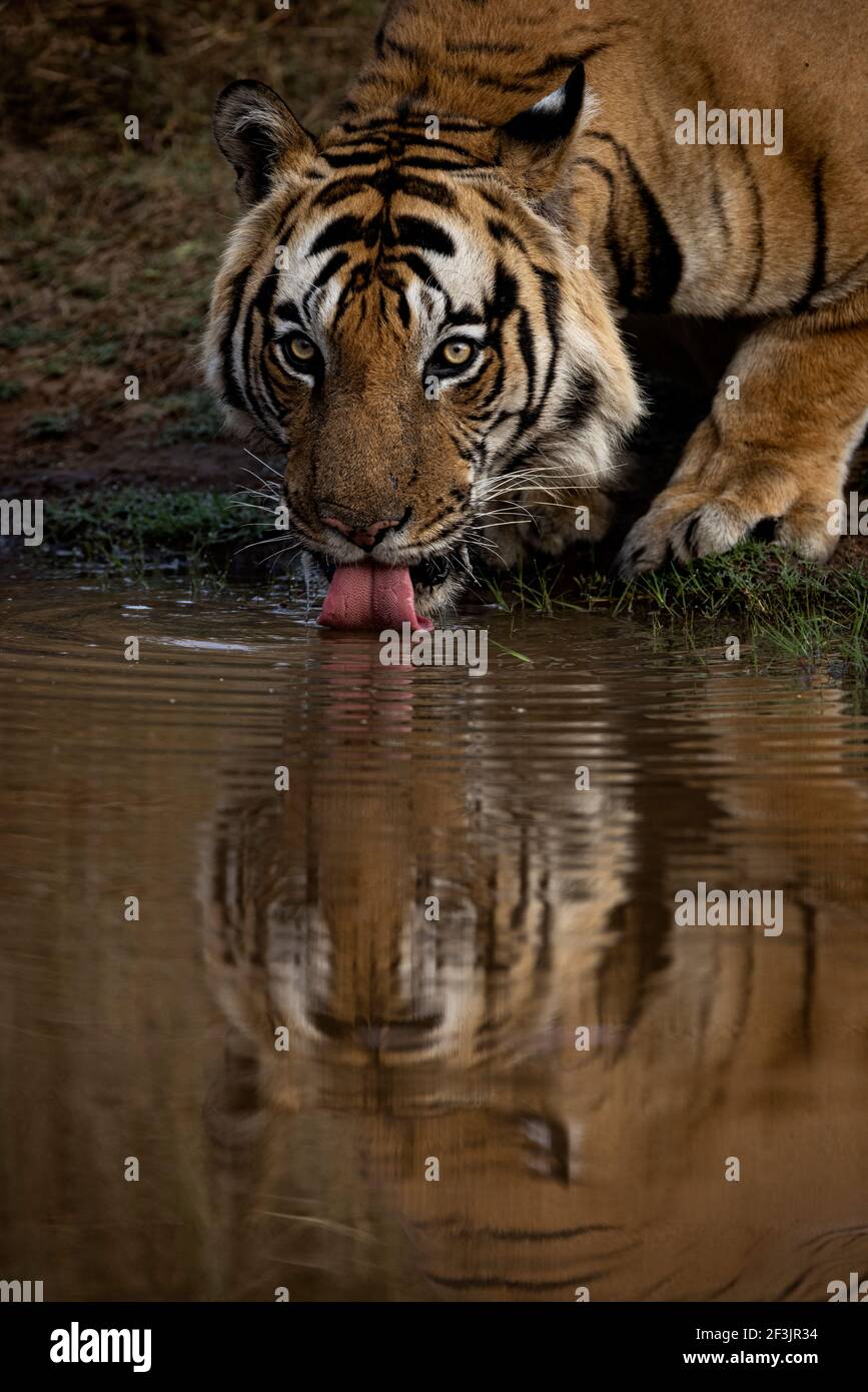 Portrait du tigre du Bengale royal Banque D'Images
