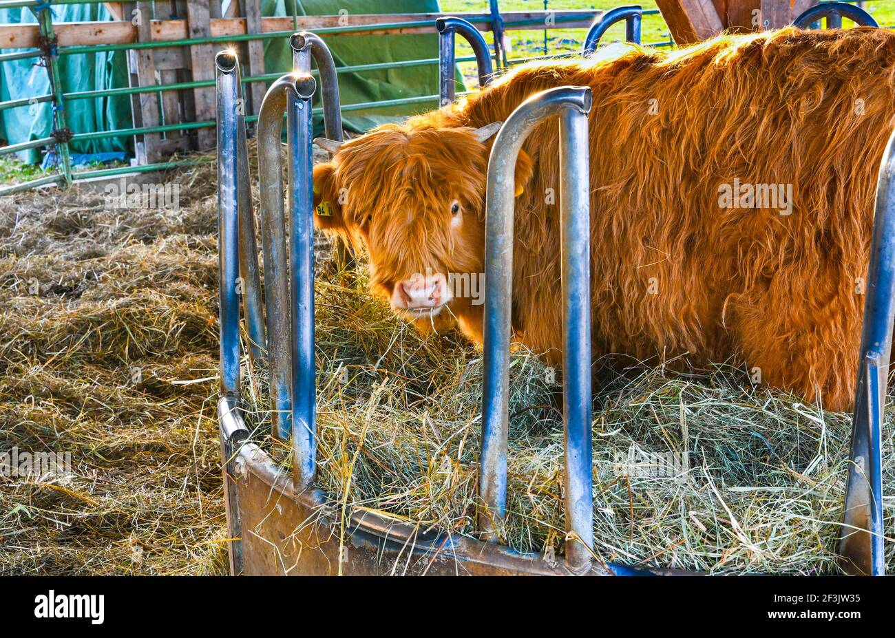 Vaches écossaises hautes terres en cours d'alimentation. Baden. Baden Wuerttemberg, Allemagne, Europe Banque D'Images