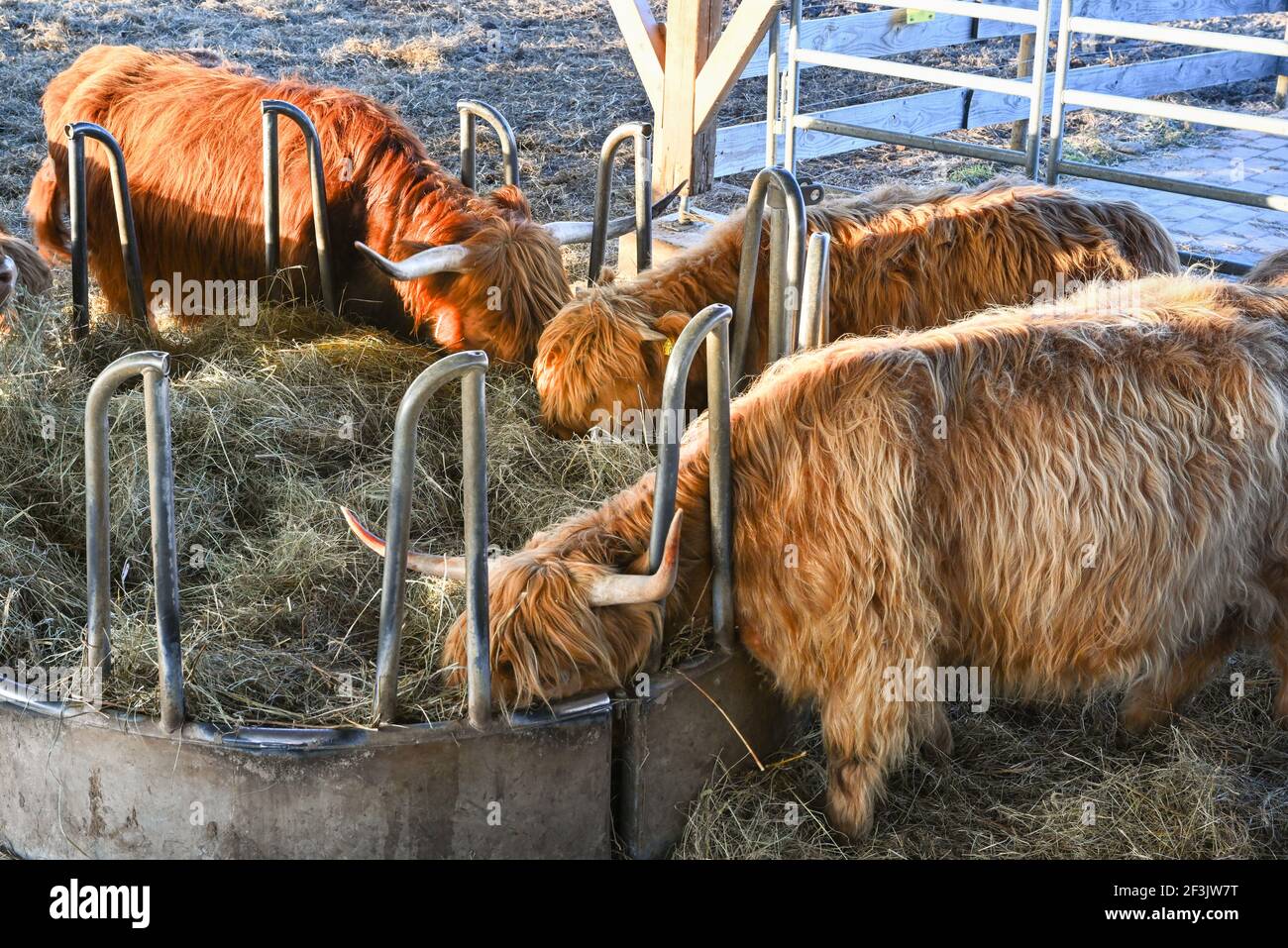 Vaches écossaises hautes terres en cours d'alimentation. Baden. Baden Wuerttemberg, Allemagne, Europe Banque D'Images