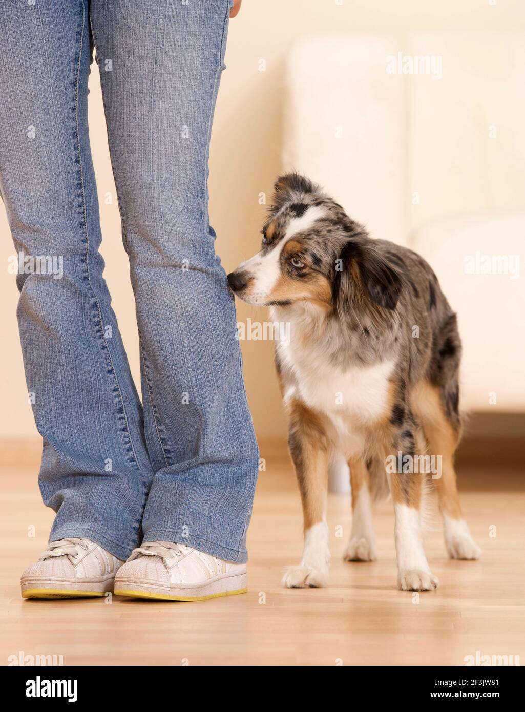 Mini-sniffs de Berger australien à un pantalon. Allemagne Banque D'Images