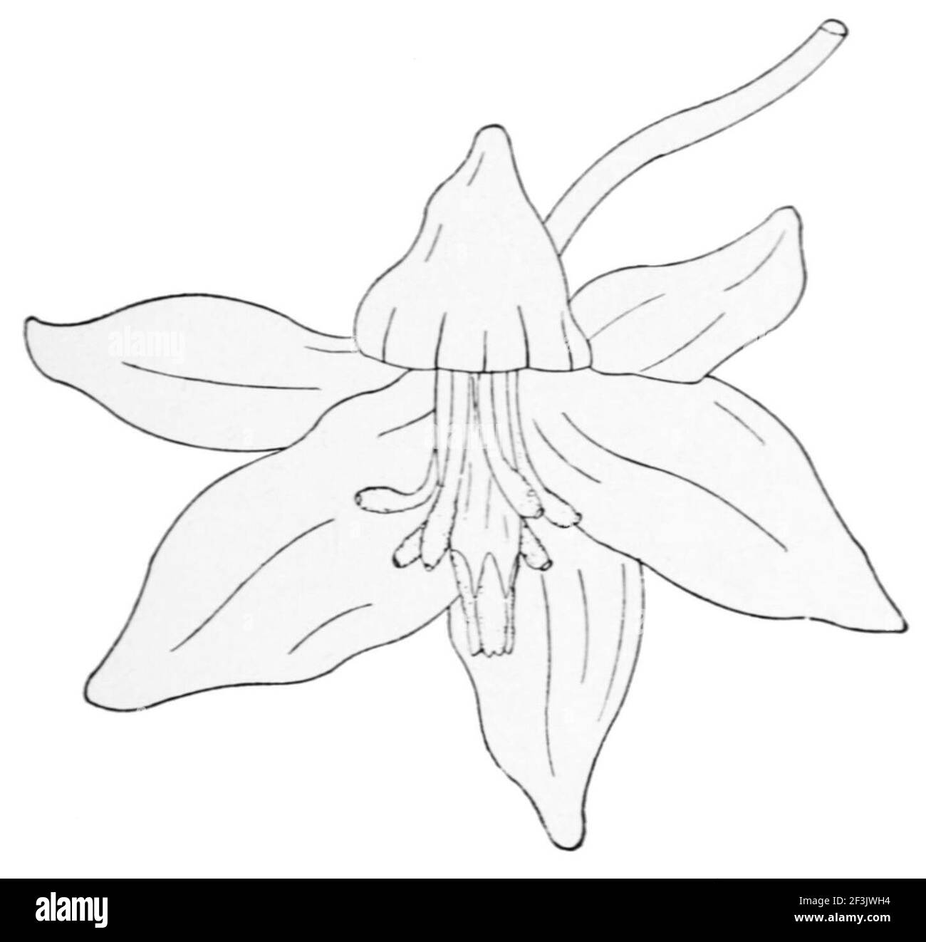 Fleur de yucca gloriosa. Banque D'Images