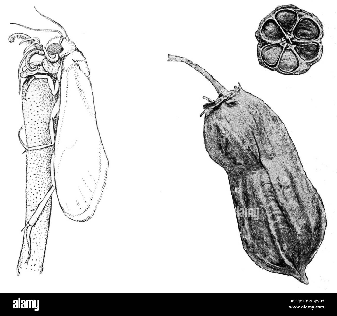 Pronura yuccasella et yucca gloriosa. Banque D'Images