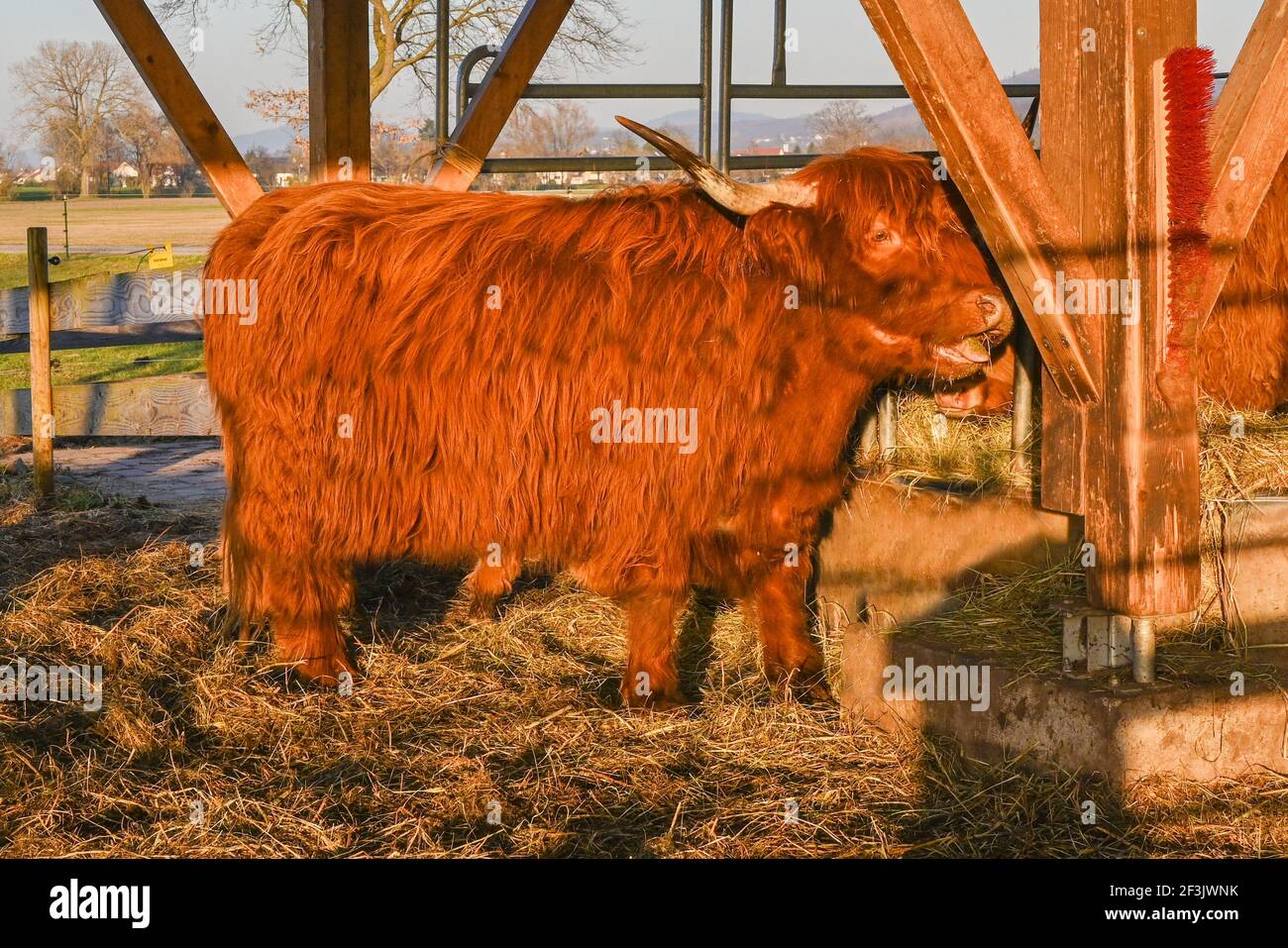 La vache écossaise des hautes terres frotte sa fourrure sur un pinceau . Baden. Baden Wuerttemberg, Allemagne, Europe Banque D'Images