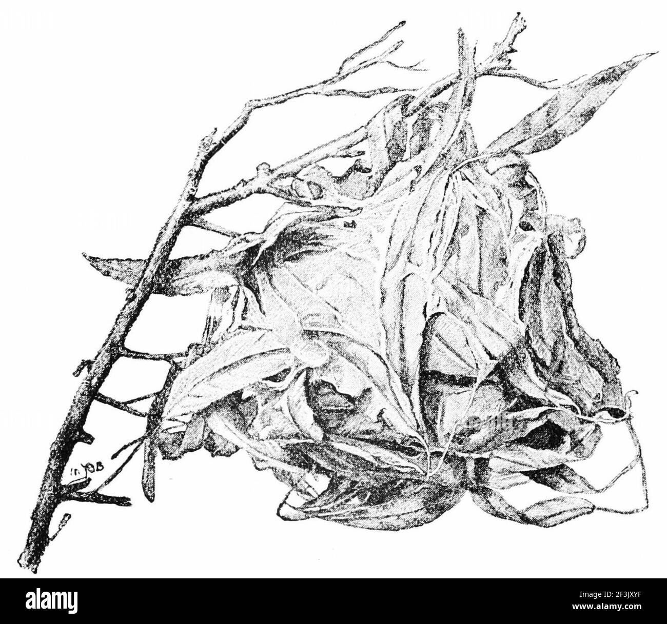 Nid d'un fourmis d'arbre. Banque D'Images