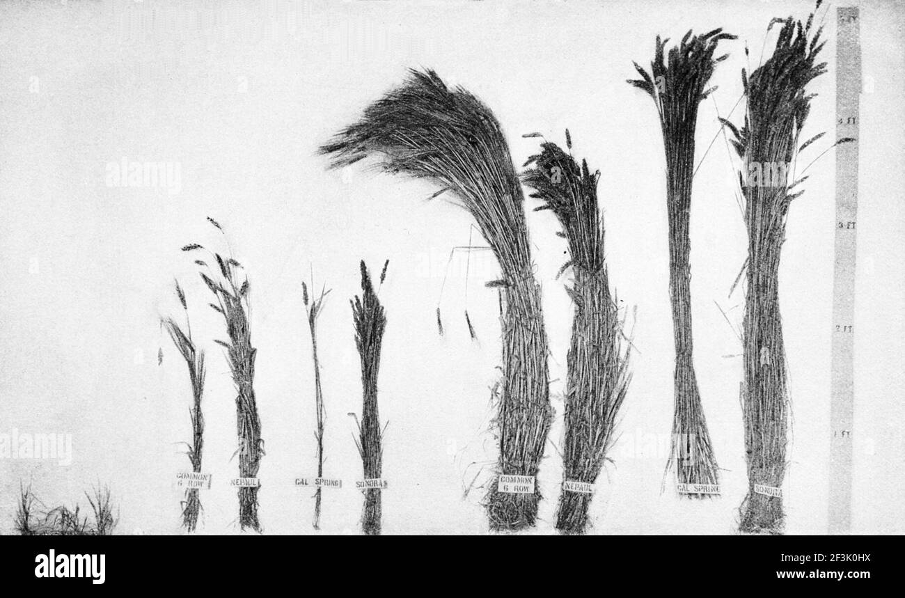 Blé et orge cultivés sur des terres récupérées. Banque D'Images