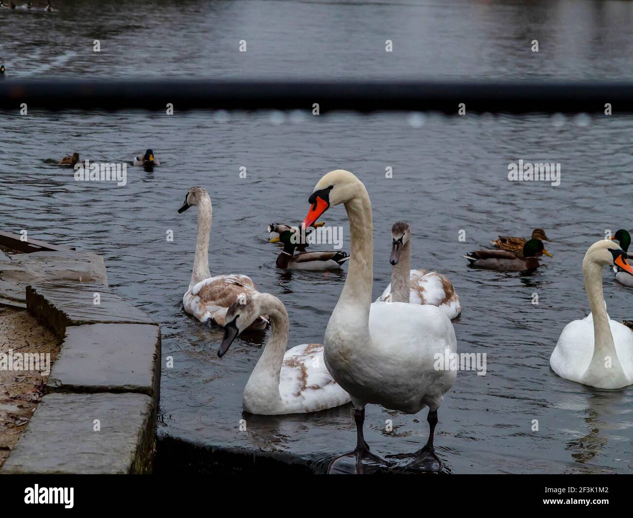 Famille de Cygnes muets au weir d'Ackers Pit À Warrington le jour de la pluie Banque D'Images