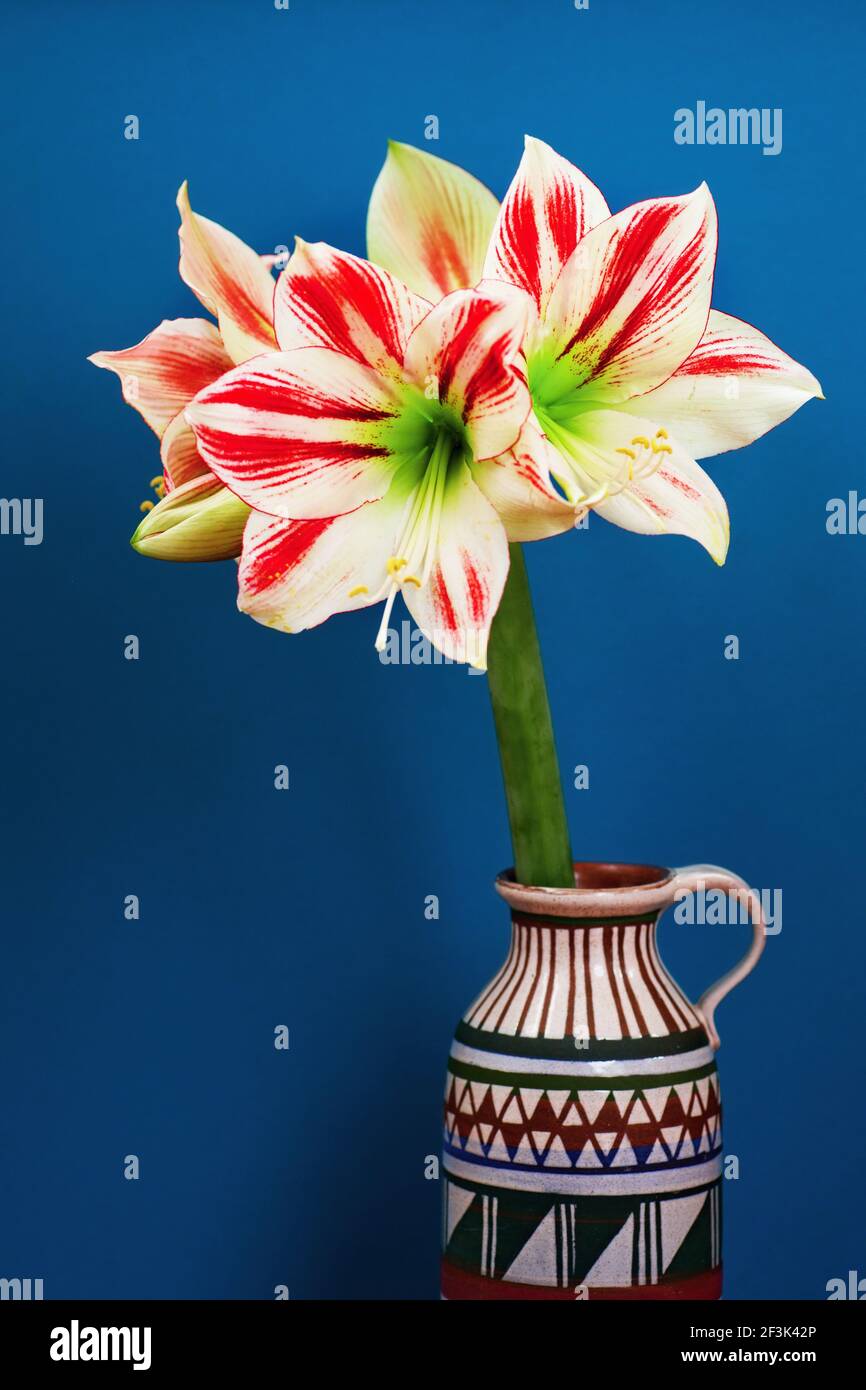 Fleur d'ambiance Amaryllis en fleurs (tête avec pétales rayés rouges et blancs) dans un vase décoratif isolé sur fond bleu. Banque D'Images