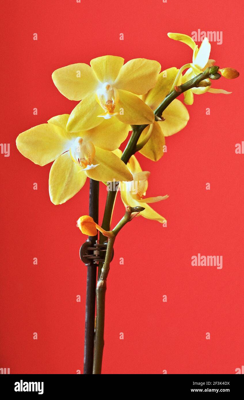 Fleur d'orchidée jaune (phalaenopsis), floraison sur tige sur fond rouge  Photo Stock - Alamy