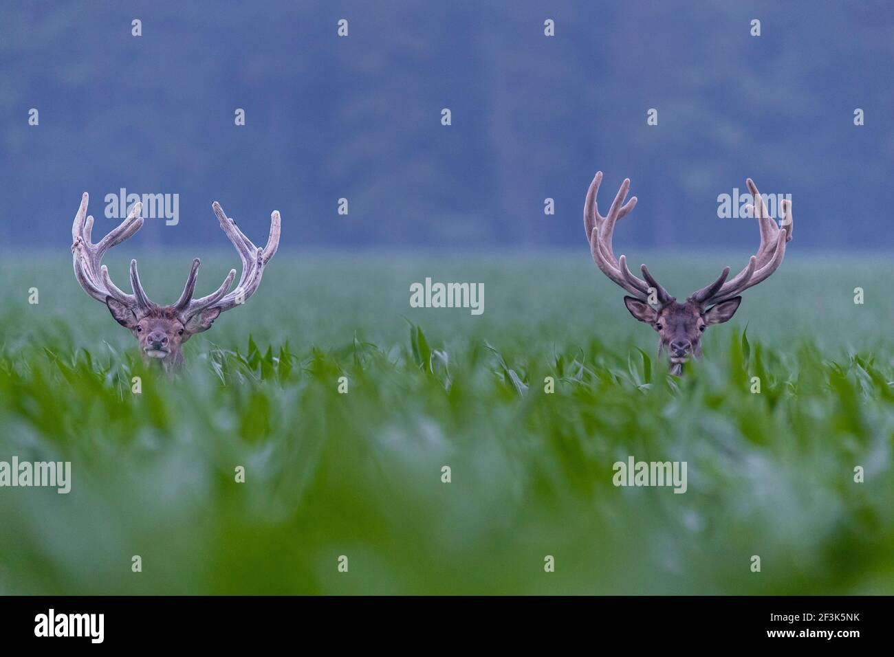 Red Deer (Cervus elaphus). Des chiffons avec des bois en velours debout dans un champ de maïs. Danmark Banque D'Images