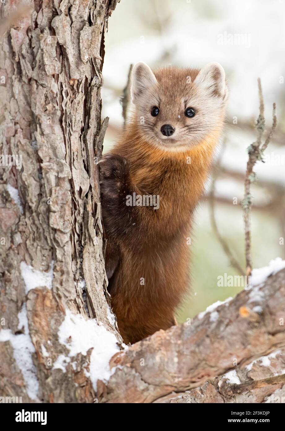 Martres de pin sur une branche d'arbre en hiver dans le parc Algonquin, Canada Banque D'Images