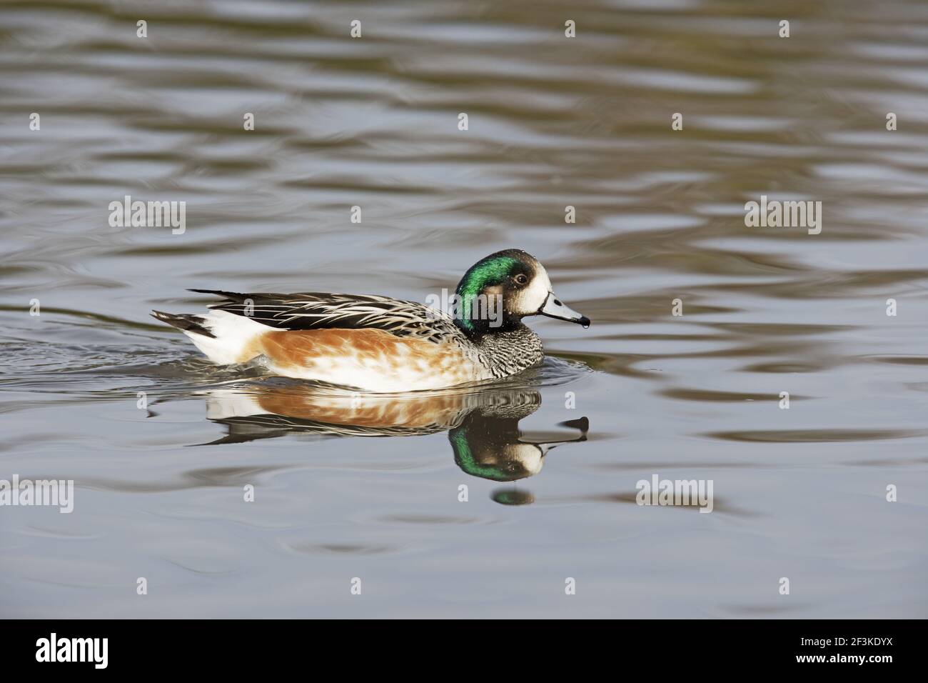 Chiloe Wigeon Anas sibilatrix WWT Slimbridge Gloucestershire, Royaume-Uni BI013113 Banque D'Images