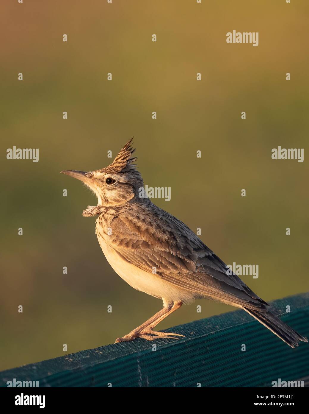 Un magnifique Lark à crête (Galerida cristata), baigné de soleil. Banque D'Images
