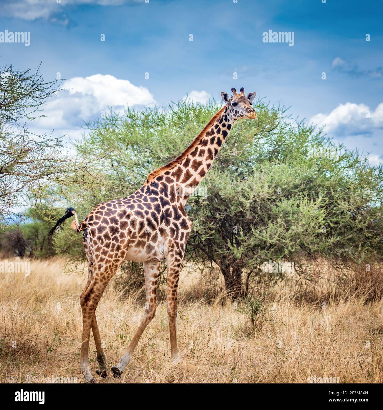 Girafe Masai en Tanzanie Banque D'Images