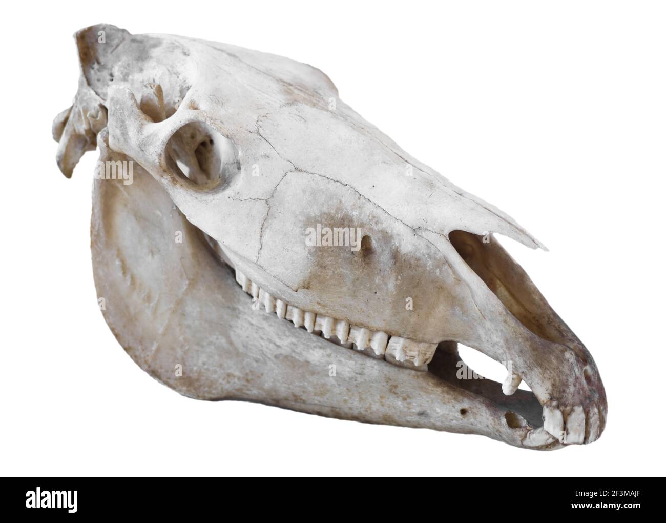 Côté droit du cheval du crâne (Equus caballus) avec mâchoire inférieure et supérieure. Isolé sur blanc Banque D'Images