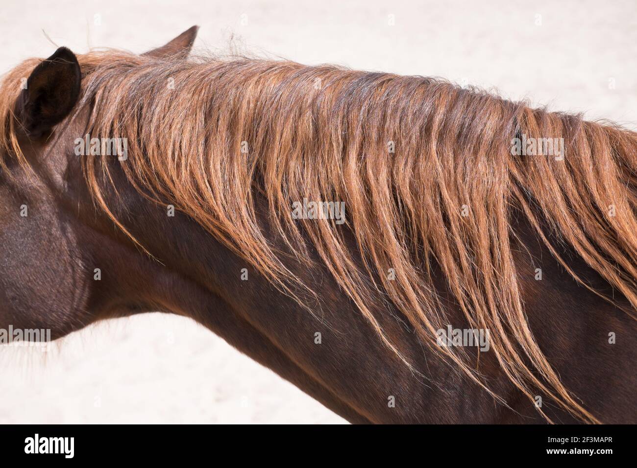 Cou d'un cheval avec des calades rouges brunes le soleil Banque D'Images