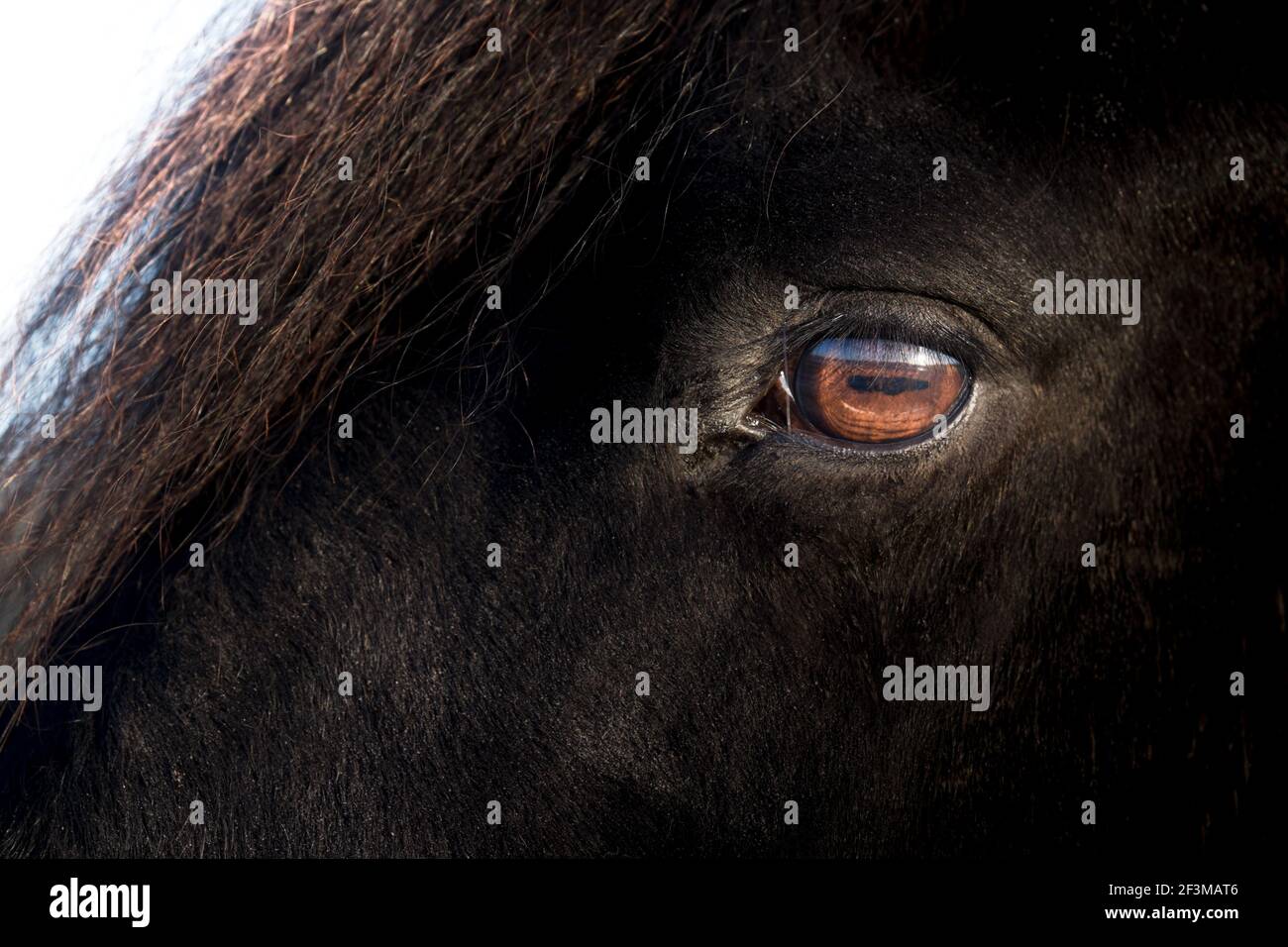 Œil brun d'un cheval noir de la Frise, éclairé par le soleil. Concentrez-vous sur les cils. Espace pour le texte sur le côté droit noir de la photo Banque D'Images