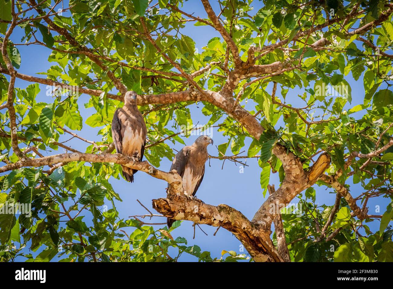 Aigles à poisson à tête grise à Bornéo Banque D'Images