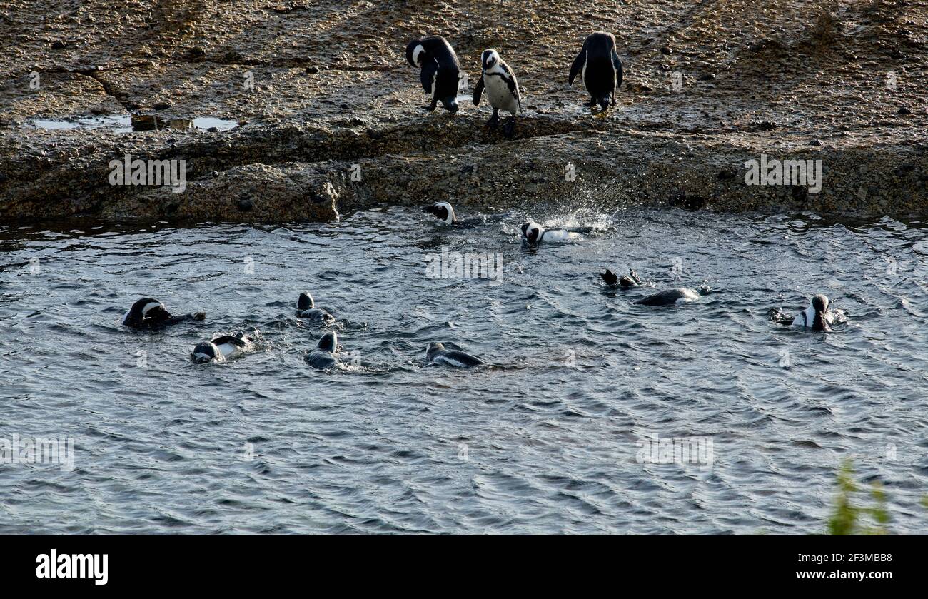 Manchots africains ou du Cap au sanctuaire des pingouins Bolders, le Cap, Afrique du Sud Banque D'Images